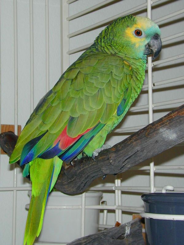 Blue Fronted Amazon