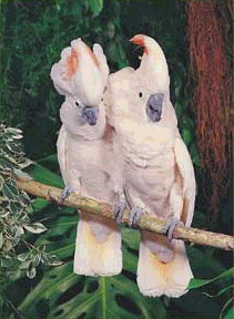 Moluccan Cockatoos